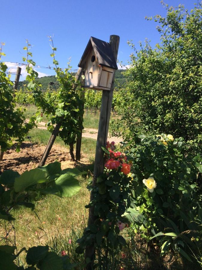 Gite Le Mandlé Riquewihr Extérieur photo