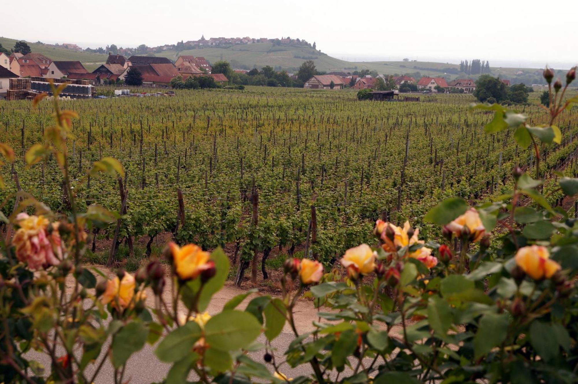 Gite Le Mandlé Riquewihr Extérieur photo